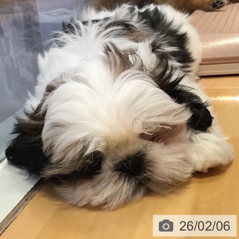 山形県のシーズー (ペットプラス 天童店/2025年11月15日生まれ/女の子/ホワイトゴールド)の子犬の4枚目の画像