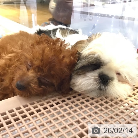 山形県のシーズー (ペットプラス 天童店/2025年11月15日生まれ/女の子/ホワイトゴールド)の子犬の4枚目の画像