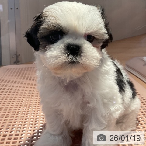 山形県のシーズー (ペットプラス 天童店/2025年11月15日生まれ/女の子/ホワイトゴールド)の子犬の3枚目の画像