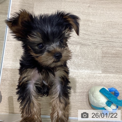 岩手県のヨークシャーテリア (ペットプラス 盛岡南店/2025年11月15日生まれ/男の子/スチールブルータン)の子犬の3枚目の画像