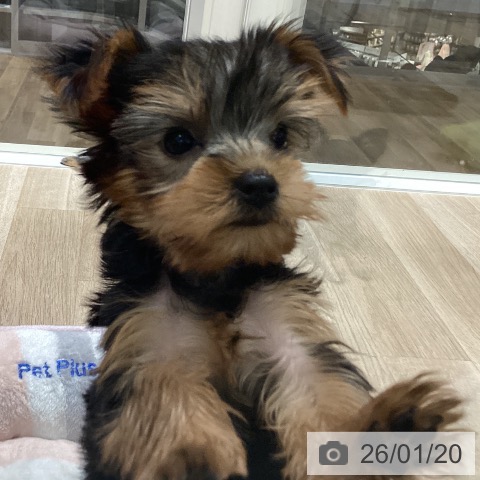 宮城県のヨークシャーテリア (ペットプラス 仙台上杉店/2025年11月15日生まれ/女の子/スチールブルータン)の子犬の4枚目の画像