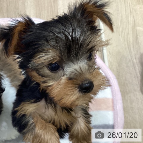 宮城県のヨークシャーテリア (ペットプラス 仙台上杉店/2025年11月15日生まれ/女の子/スチールブルータン)の子犬の3枚目の画像