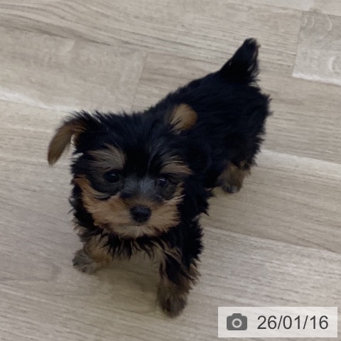 山梨県のヨークシャーテリア (ペットプラス 甲府昭和店/2025年11月15日生まれ/女の子/スチールブルータン)の子犬の4枚目の画像