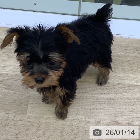 山梨県のヨークシャーテリア (ペットプラス 甲府昭和店/2025年11月15日生まれ/女の子/スチールブルータン)の子犬の3枚目の画像