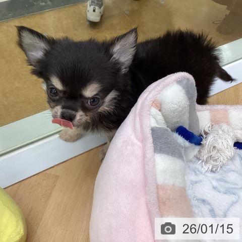 埼玉県のチワワ(ロング) (ペットプラス 羽生店/2025年11月15日生まれ/男の子/ブラックタンホワイト)の子犬の4枚目の画像
