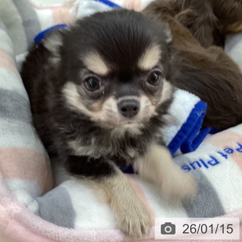 埼玉県のチワワ(ロング) (ペットプラス 羽生店/2025年11月15日生まれ/男の子/ブラックタンホワイト)の子犬の3枚目の画像