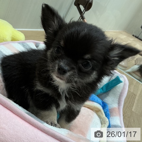 宮城県のチワワ(ロング) (ペットプラス 仙台泉大沢店/2025年11月15日生まれ/女の子/ブラックタンホワイト)の子犬の3枚目の画像