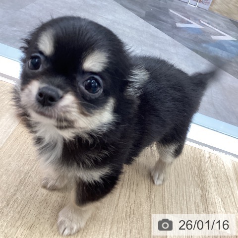 神奈川県のチワワ(ロング) (ペットプラス 天王町店/2025年11月15日生まれ/女の子/ブラックタンホワイト)の子犬の4枚目の画像