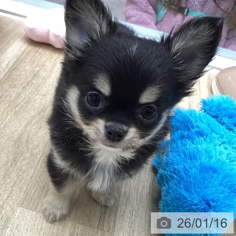 神奈川県のチワワ(ロング) (ペットプラス 天王町店/2025年11月15日生まれ/女の子/ブラックタンホワイト)の子犬の3枚目の画像