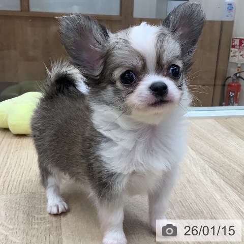 東京都のチワワ(ロング) (ペットプラス 日の出店/2025年11月12日生まれ/男の子/フォーンホワイト)の子犬の3枚目の画像