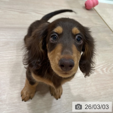 千葉県のカニンヘンダックスフンド(ロング) (ペットプラス ユーカリが丘店/2025年11月14日生まれ/男の子/チョコレートタン)の子犬の4枚目の画像