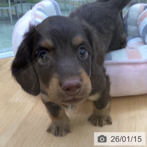 埼玉県のカニンヘンダックスフンド(ロング) (ペットプラス 羽生店/2025年11月14日生まれ/男の子/チョコレートタン)の子犬の4枚目の画像