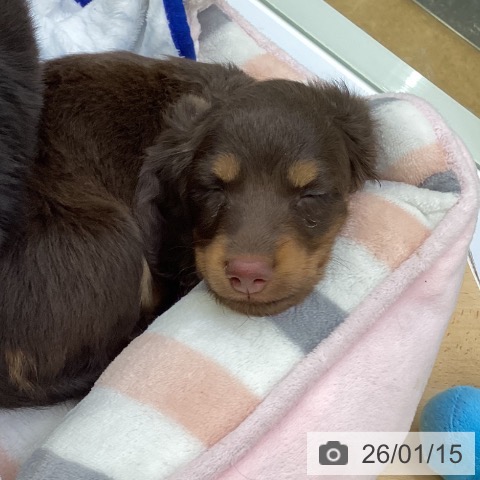 埼玉県のカニンヘンダックスフンド(ロング) (ペットプラス 羽生店/2025年11月14日生まれ/男の子/チョコレートタン)の子犬の3枚目の画像