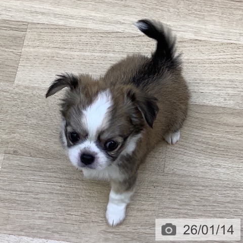 山梨県のチワワ(ロング) (ペットプラス 甲府昭和店/2025年11月15日生まれ/男の子/レッドホワイト)の子犬の4枚目の画像