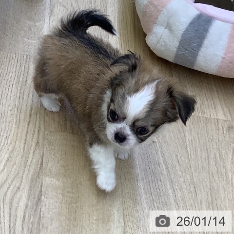 山梨県のチワワ(ロング) (ペットプラス 甲府昭和店/2025年11月15日生まれ/男の子/レッドホワイト)の子犬の3枚目の画像