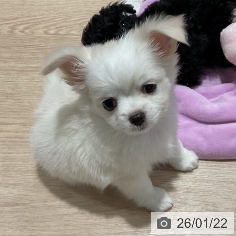 埼玉県のチワワ(ロング) (ペットプラス コクーンシティ店/2025年11月15日生まれ/女の子/ホワイトクリーム)の子犬の4枚目の画像