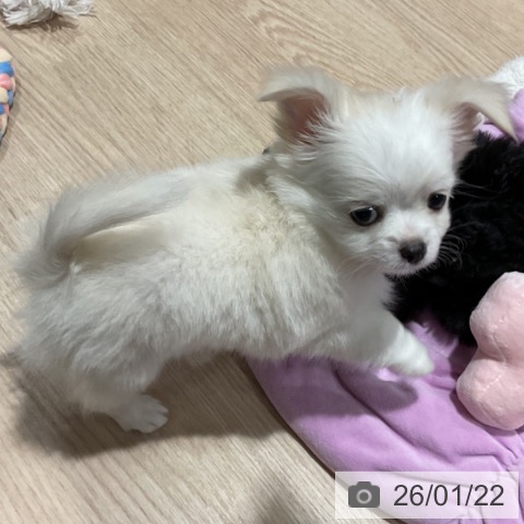 埼玉県のチワワ(ロング) (ペットプラス コクーンシティ店/2025年11月15日生まれ/女の子/ホワイトクリーム)の子犬の3枚目の画像