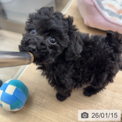 神奈川県のトイプードル(トイ) (ペットプラス 武蔵小杉店/2025年11月15日生まれ/女の子/ブラック)の子犬の4枚目の画像