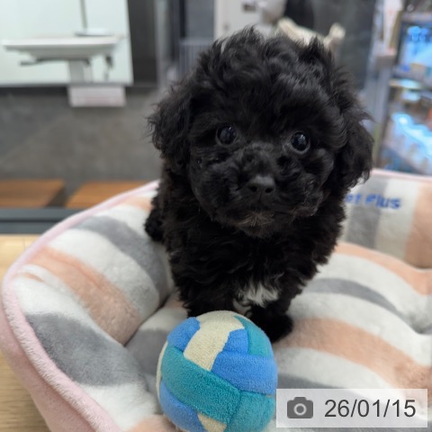 神奈川県のトイプードル(トイ) (ペットプラス 武蔵小杉店/2025年11月15日生まれ/女の子/ブラック)の子犬の3枚目の画像