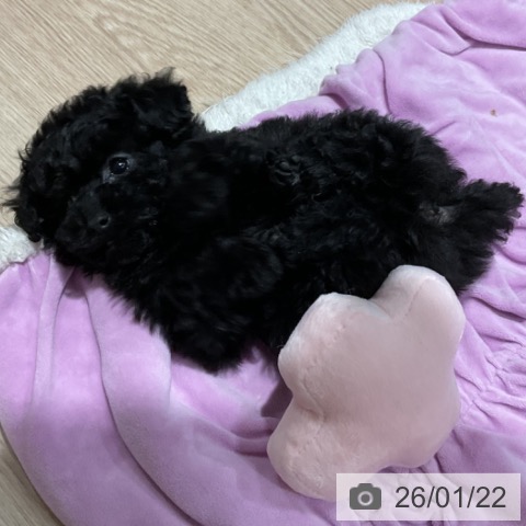 埼玉県のトイプードル(トイ) (ペットプラス コクーンシティ店/2025年11月15日生まれ/女の子/ブラック)の子犬の4枚目の画像