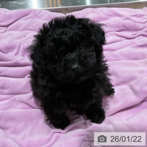 埼玉県のトイプードル(トイ) (ペットプラス コクーンシティ店/2025年11月15日生まれ/女の子/ブラック)の子犬の3枚目の画像