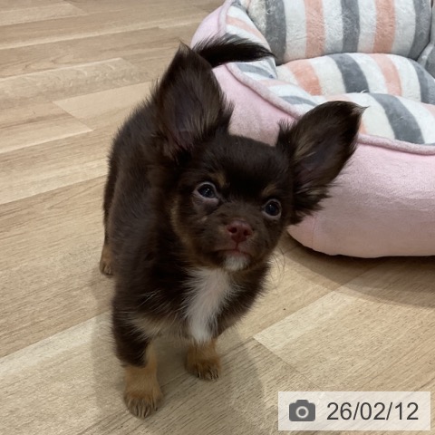 群馬県のチワワ(ロング) (ペットプラス イオンモール太田店/2025年11月15日生まれ/男の子/チョコレートタン)の子犬の3枚目の画像