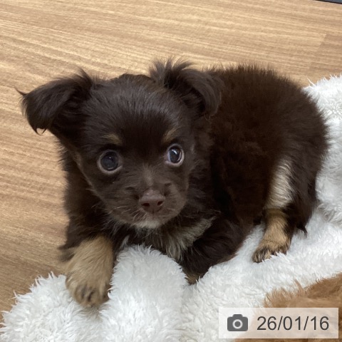 東京都のチワワ(ロング) (ペッツワン 青梅インター店/2025年11月15日生まれ/男の子/チョコレートタン)の子犬の3枚目の画像