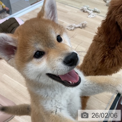 群馬県の柴犬(標準サイズ) (ペットプラス イオンモール太田店/2025年11月10日生まれ/男の子/赤)の子犬の3枚目の画像