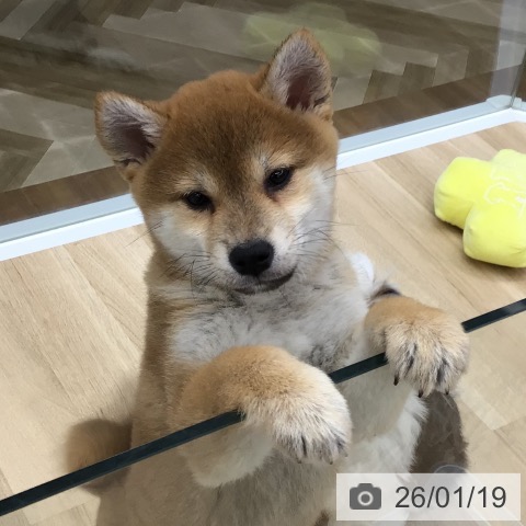 福島県の柴犬(標準サイズ) (ペットプラス 福島店/2025年11月10日生まれ/女の子/赤)の子犬の4枚目の画像