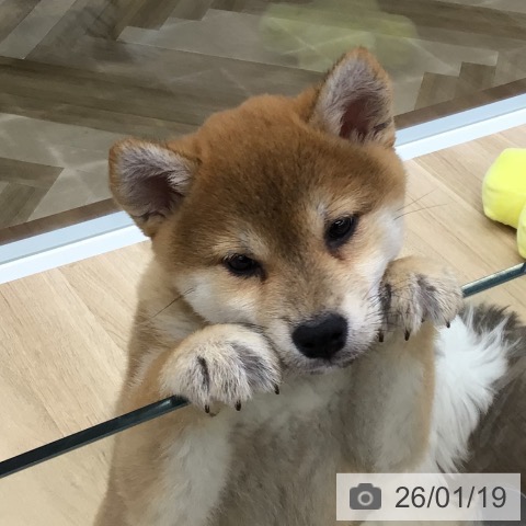 福島県の柴犬(標準サイズ) (ペットプラス 福島店/2025年11月10日生まれ/女の子/赤)の子犬の3枚目の画像