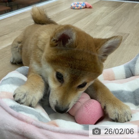 福島県の柴犬(標準サイズ) (ペットプラス 福島店/2025年11月10日生まれ/女の子/赤)の子犬の3枚目の画像