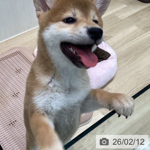 宮城県の柴犬(標準サイズ) (ペットプラス 仙台泉大沢店/2025年11月10日生まれ/女の子/赤)の子犬の3枚目の画像