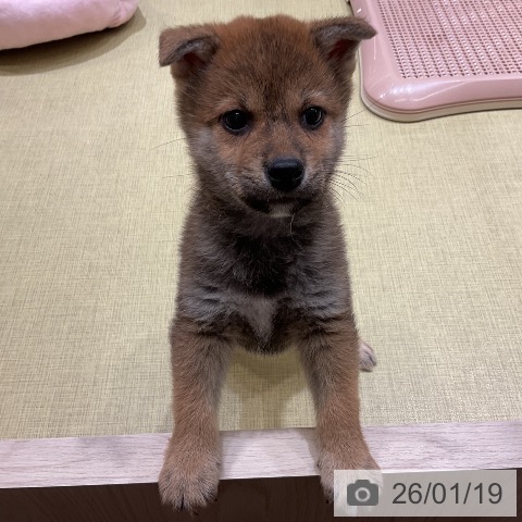 福島県の柴犬(標準サイズ) (ペットプラス イオンタウン郡山店/2025年11月16日生まれ/男の子/赤)の子犬の4枚目の画像