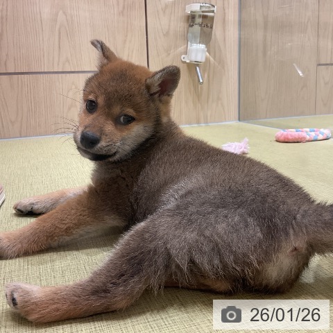 福島県の柴犬(標準サイズ) (ペットプラス イオンタウン郡山店/2025年11月16日生まれ/男の子/赤)の子犬の4枚目の画像
