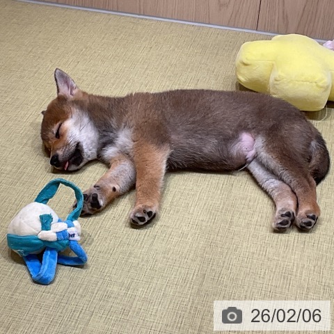 福島県の柴犬(標準サイズ) (ペットプラス イオンタウン郡山店/2025年11月16日生まれ/男の子/赤)の子犬の4枚目の画像