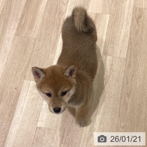 宮城県の柴犬(標準サイズ) (ペットプラス 仙台上杉店/2025年11月16日生まれ/女の子/赤)の子犬の4枚目の画像