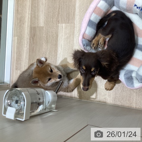 宮城県の柴犬(標準サイズ) (ペットプラス 仙台上杉店/2025年11月16日生まれ/女の子/赤)の子犬の4枚目の画像