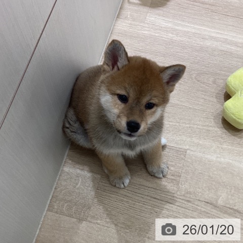 宮城県の柴犬(標準サイズ) (ペットプラス 仙台上杉店/2025年11月16日生まれ/女の子/赤)の子犬の3枚目の画像