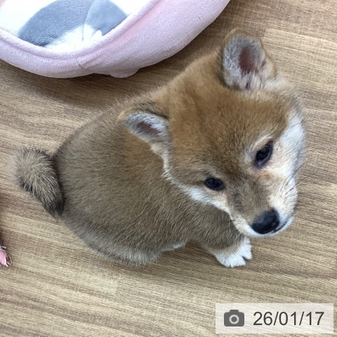 東京都の柴犬(標準サイズ) (ペッツワン 青梅インター店/2025年11月16日生まれ/女の子/赤)の子犬の4枚目の画像