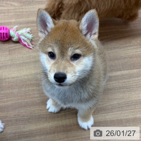 東京都の柴犬(標準サイズ) (ペッツワン 青梅インター店/2025年11月16日生まれ/女の子/赤)の子犬の4枚目の画像