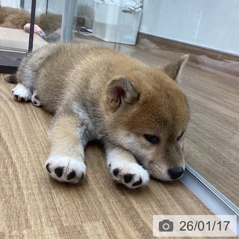 東京都の柴犬(標準サイズ) (ペッツワン 青梅インター店/2025年11月16日生まれ/女の子/赤)の子犬の3枚目の画像