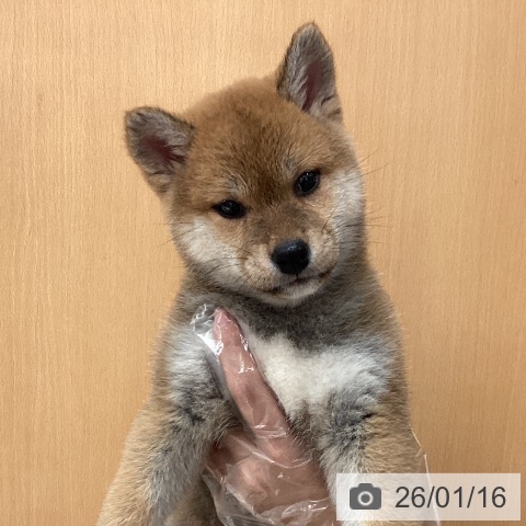 埼玉県の柴犬(標準サイズ) (ペットプラス ピオニウォーク東松山店/2025年11月16日生まれ/女の子/赤)の子犬の4枚目の画像