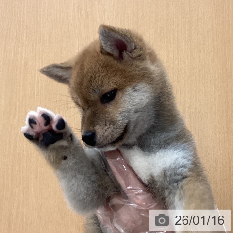 埼玉県の柴犬(標準サイズ) (ペットプラス ピオニウォーク東松山店/2025年11月16日生まれ/女の子/赤)の子犬の3枚目の画像