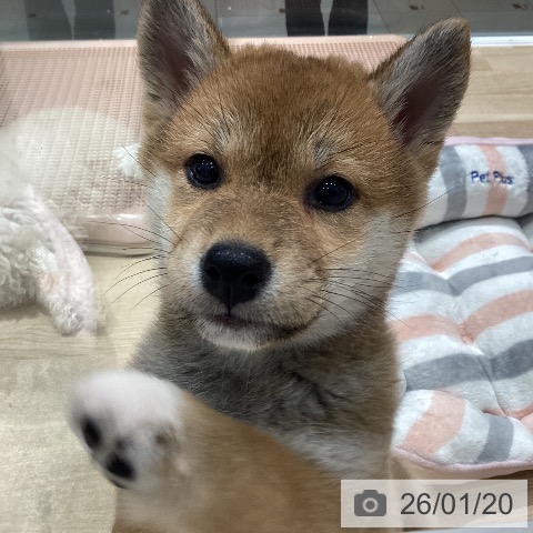 埼玉県の柴犬(標準サイズ) (ペットプラス ピオニウォーク東松山店/2025年11月16日生まれ/女の子/赤)の子犬の3枚目の画像