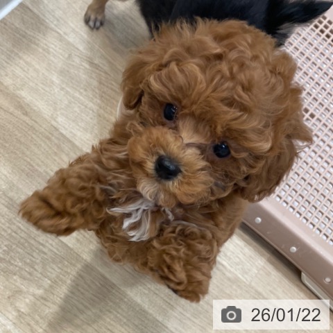 神奈川県のトイプードル(トイ) (ペットプラス テラスモール湘南店/2025年11月14日生まれ/女の子/レッド)の子犬の3枚目の画像