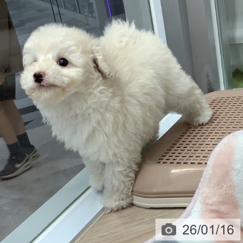 埼玉県のトイプードル(トイ) (ペットプラス 川口店/2025年11月16日生まれ/女の子/ホワイト)の子犬の4枚目の画像