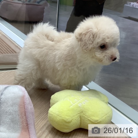 埼玉県のトイプードル(トイ) (ペットプラス 川口店/2025年11月16日生まれ/女の子/ホワイト)の子犬の3枚目の画像