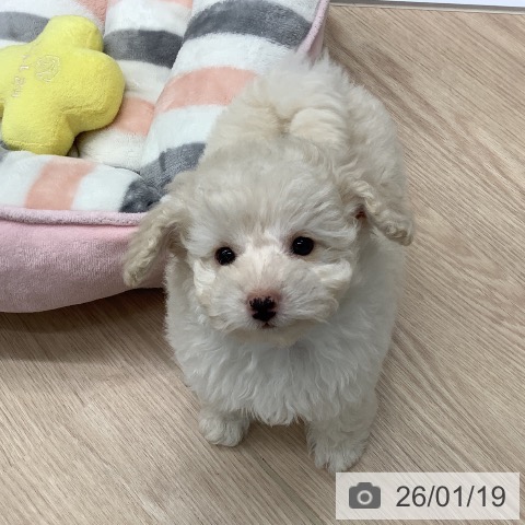 埼玉県のトイプードル(トイ) (ペットプラス 川口店/2025年11月16日生まれ/女の子/ホワイト)の子犬の4枚目の画像