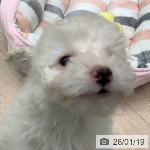 埼玉県のトイプードル(トイ) (ペットプラス 川口店/2025年11月16日生まれ/女の子/ホワイト)の子犬の3枚目の画像