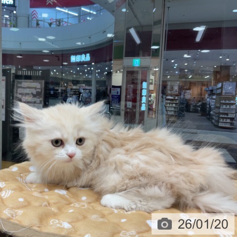 埼玉県のミヌエット (ペットプラス 浦和美園店/2025年11月12日生まれ/女の子/クリームタビーホワイト)の子猫の4枚目の画像